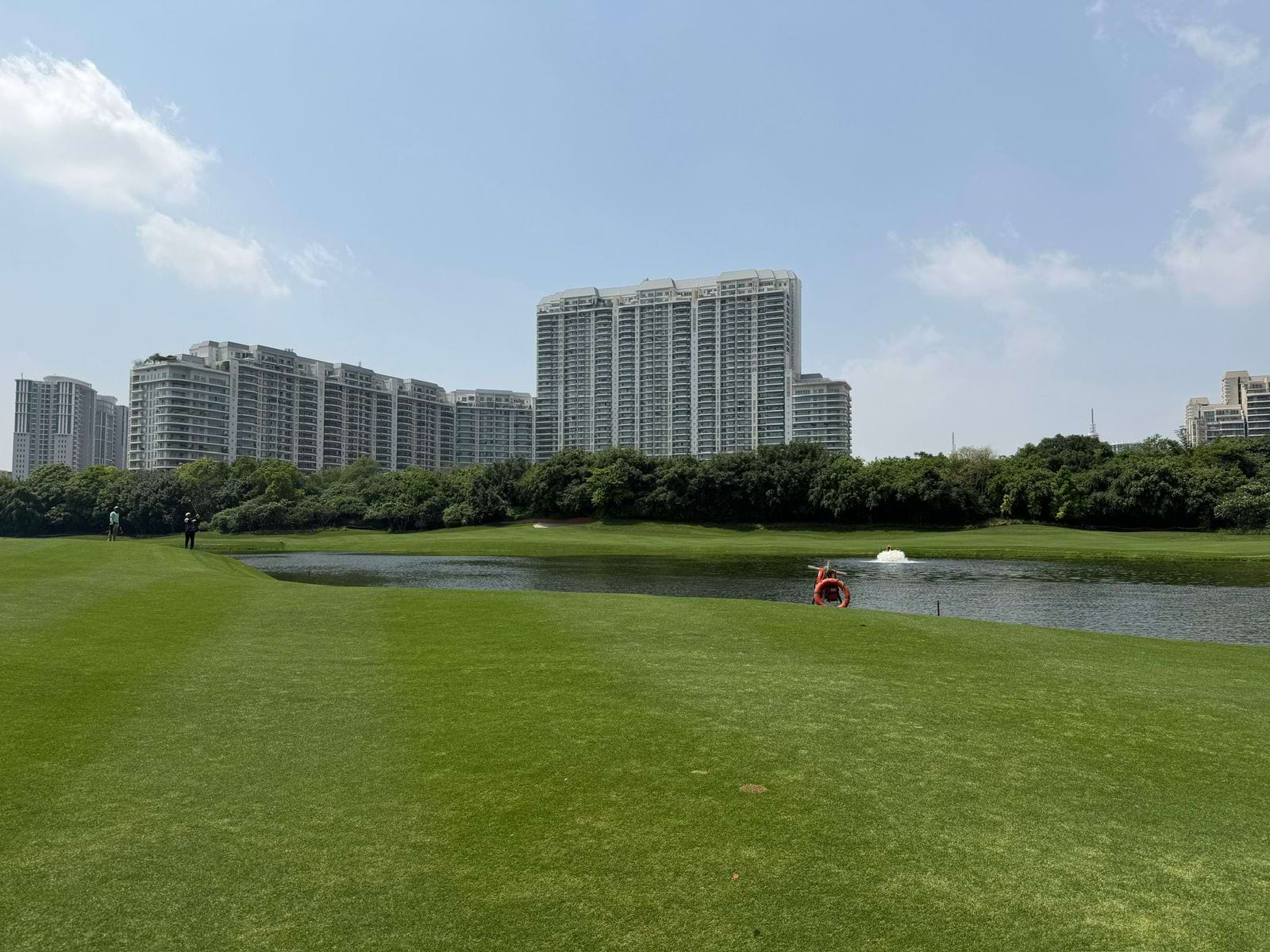 DLF Camellias